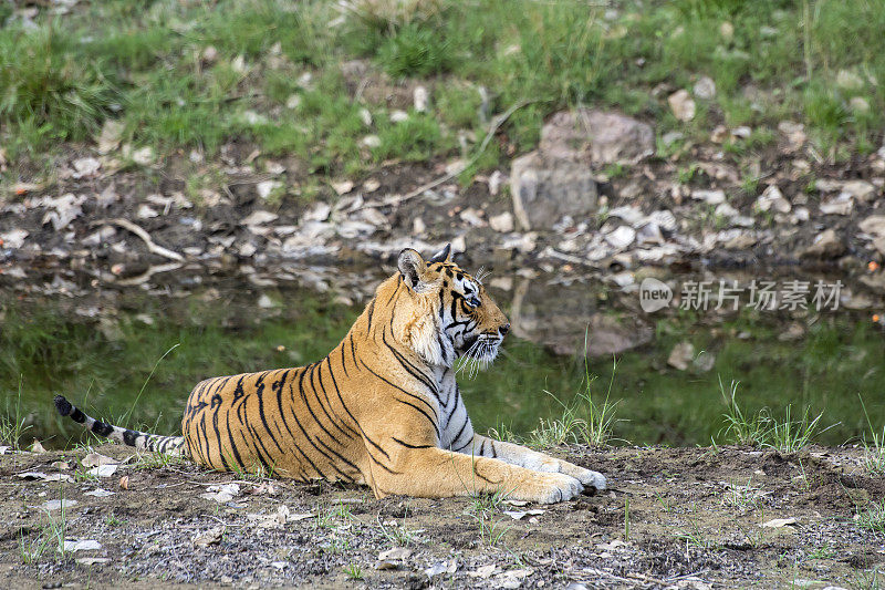 孟加拉虎(Panthera tigris tigris)在印度的ranthambore，野生动物拍摄